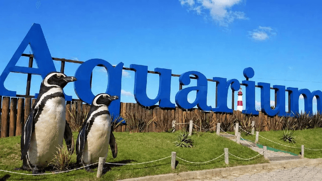 Los pingüinos del Aquarium de Mar del Plata ya tienen precio: cuánto valen los cuatro que podrían venderse