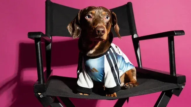 Tu mascota lista para el Mundial 2026: cómo es la colección de camisetas para perros