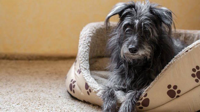 Cuánto sale una cama térmica o una cucha aislante para perros en abril 2026: precios y alternativas