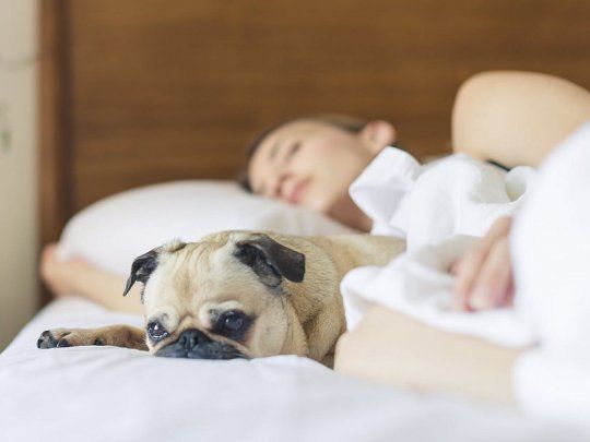 Qué características comparten las personas que duermen con sus mascotas, según la psicología