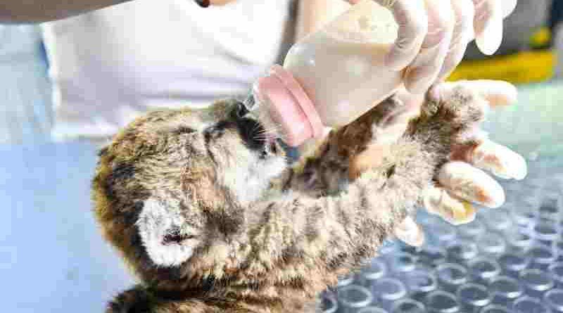 Santa Fe refuerza las sanciones por caza ilegal y delitos contra la fauna