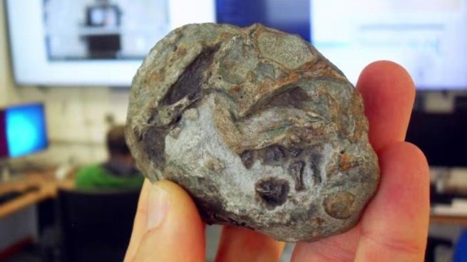 Un fósil de 250 millones de años demostró que los ancestros de los mamíferos ponían huevos