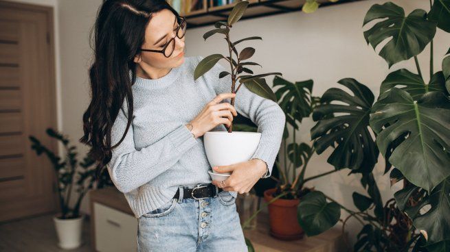 Por qué recomiendan utilizar polenta para las plantas y para qué sirve