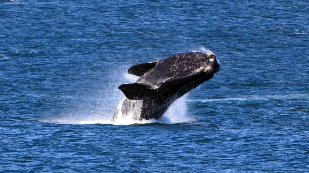 Uruguay inaugura la Ruta de la Fauna Marina para avistar ballenas y fortalecer el turismo de naturaleza