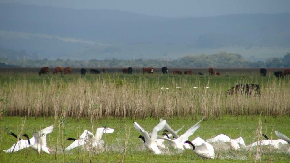 Observación de aves en Uruguay: uno de los atractivos sostenibles que tenés que disfrutar