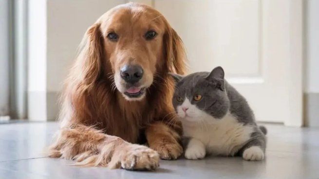 Los mejores hábitos para las rutinas de nuestras mascotas y que estén felices y sanas