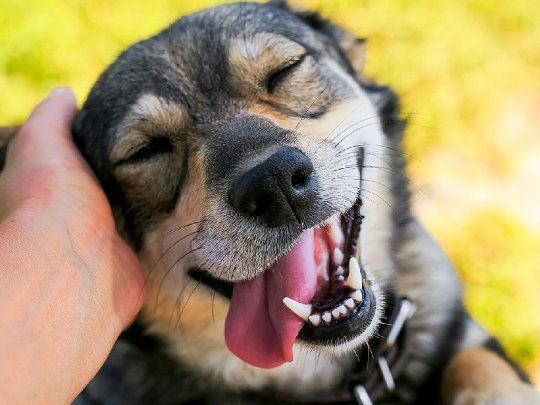¿Por qué los perros se ponen tan contentos cuando llegamos a casa?