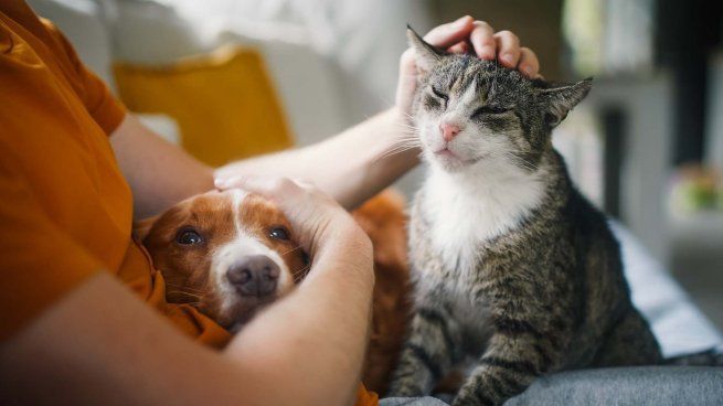 Un diputado bonaerense presentó un proyecto para sancionar el abandono y maltrato a mascotas en la provincia de Buenos Aires