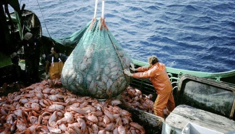 La pesca creció 14,3% interanual en febrero