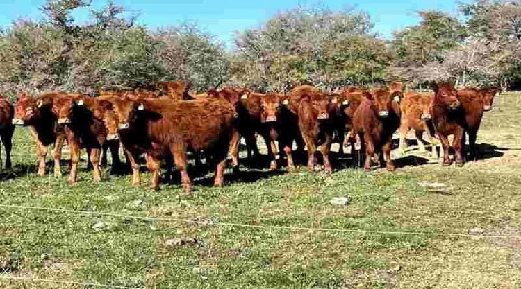 El stock ganadero no frena su caída: el rodeo nacional perdió 700.000 cabezas durante 2025