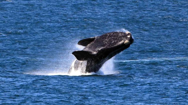 Uruguay inaugura la Ruta de la Fauna Marina para avistar ballenas y fortalecer el turismo de naturaleza