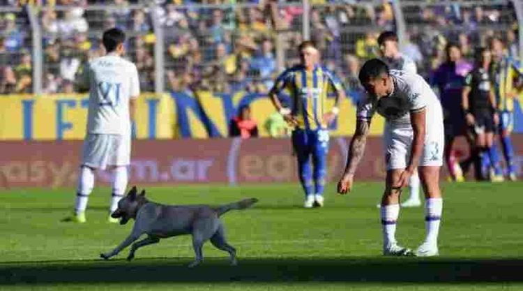 La figura de la cancha: Un perro invadió la cancha en Central y Tigre y se llevó una ovación, al gambetearse a todos