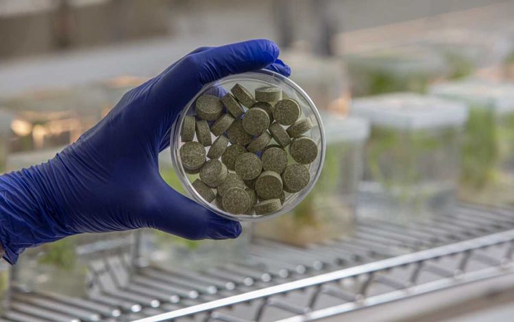 Desarrollan chicle vegetal que previene y bloquea la transmisión de COVID-19 y herpes