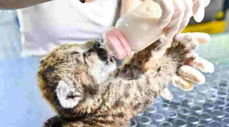Santa Fe refuerza las sanciones por caza ilegal y delitos contra la fauna