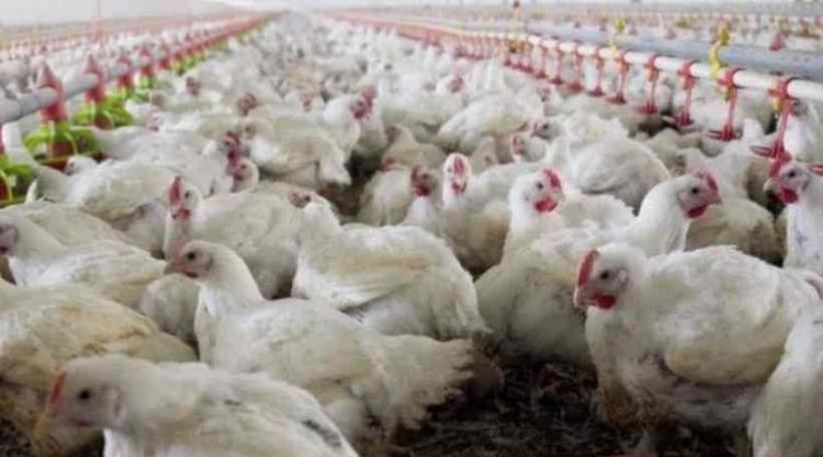 Gripe aviar: Argentina restituye su estatus de país libre del virus