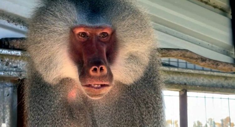 Familia entregó voluntariamente al Gobierno de Canelones mono que tenía como mascota; pasará a vivir en refugio