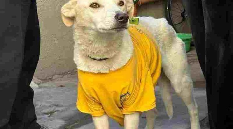 Agentes municipales rescataron a un perro que estaba desnutrido y atado en el patio de una casa