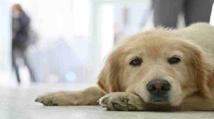 El Hospital de Salud Animal ya atendió a más de 1.100 perros y gatos desde su inauguración