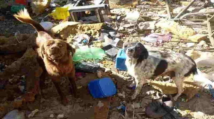 Rescatan cinco perros que estaban a la intemperie y en mal estado de salud