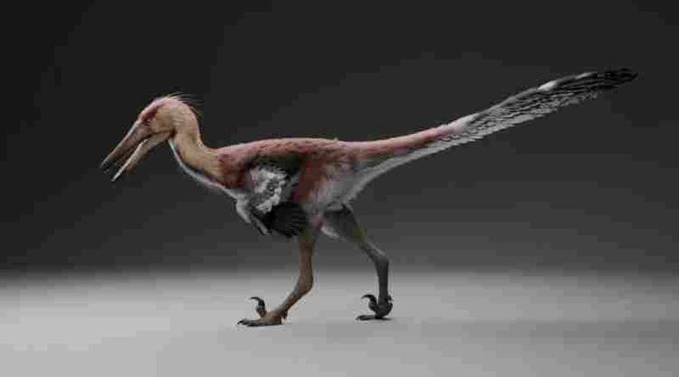 Hallan una nueva especie de dinosaurio raptor en Santa Cruz