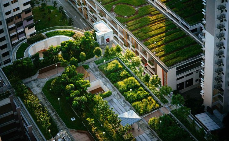 Adiós al hormigón: los países que obligan por ley a instalar techos verdes y paneles solares