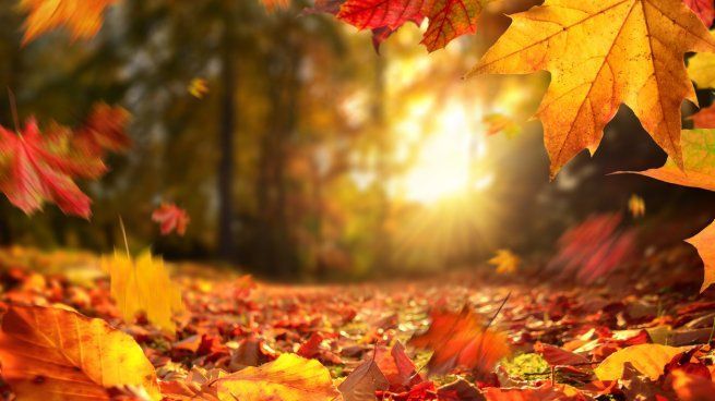 Por qué el otoño es perfecto para sacar cosas de tu casa, según el feng shui