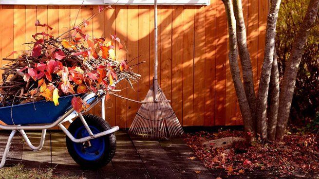 Por qué deberías podar tus plantas en otoño y para qué sirve esta limpieza
