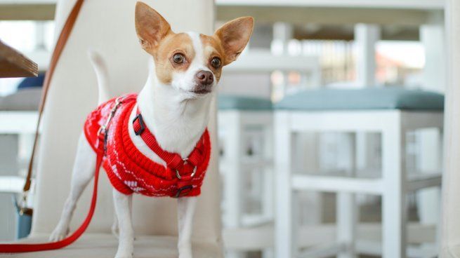 5 razas de perro que no crecen, ideales para adoptar si tenés un departamento pequeño