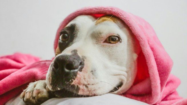 Cuánto sale un comedero automático para tu mascota: precios y ventajas