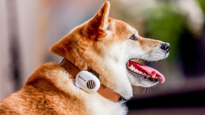 Ya es posible entender a los perros y gatos: el invento que millones esperaron durante toda su vida
