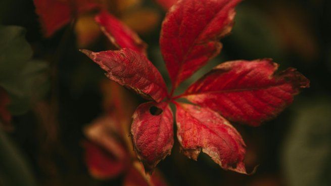 Por qué cambian de color las hojas en otoño y para qué sirve este proceso biológico de los árboles