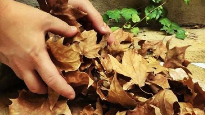 Wabi-Sabi en el jardín: por qué dejar las hojas secas en el suelo es el secreto de la felicidad exterior