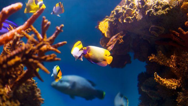 El invento perfecto para los más vagos: un acuario con peces robots que no necesita mantenimiento