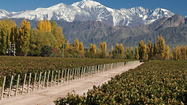 Vinos: las exportaciones cayeron fuerte en agosto mientras Argentina pierde terreno en el mercado mundial